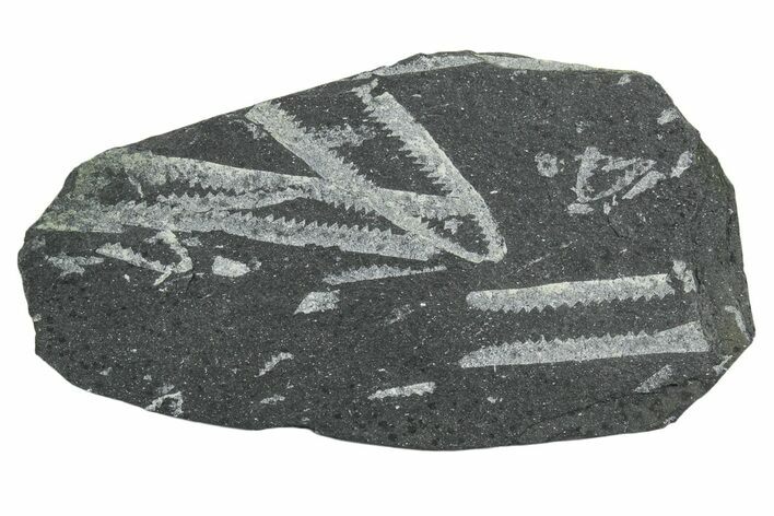 Fossil Graptolite (Didymograptus) Cluster - Wales #353842